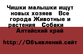   Чишки-малышки ищут новых хозяев - Все города Животные и растения » Собаки   . Алтайский край